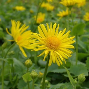 Gemswurz (Doronicum orientale) Leonardo