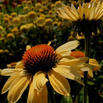Sonnenhut (Echinacea purpurea) Aloha