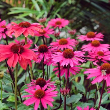 Sonnenhut (Echinacea) Sensation Pink