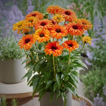 Sonnenhut (Echinacea) SUNSEEKER Mineola
