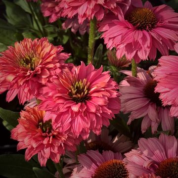 Sonnenhut (Echinacea) SUNSEEKER Pink Grapefruit