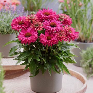 Sonnenhut (Echinacea) SUNSEEKER Sweet Fuchsia