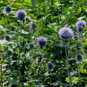 Kugeldistel (Echinops ritro)