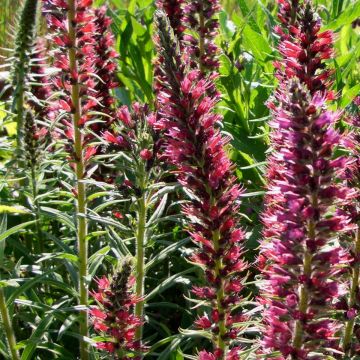 Roter Natternkopf (Echium amoenum) Red Feathers