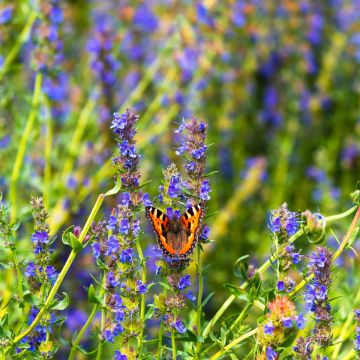 Gewöhnlicher Natternkopf (Echium vulgare)