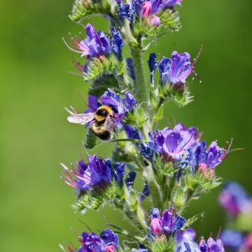 Gewöhnlicher Natternkopf (Echium vulgare)