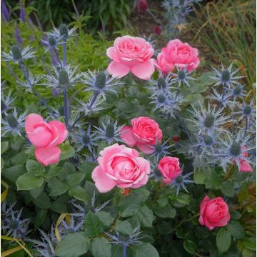 Edelrose (Züchterrose) Desirée
