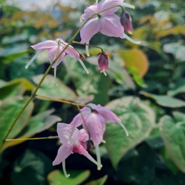 Elfenblume (Epimedium grandiflorum) Pretty in Pink