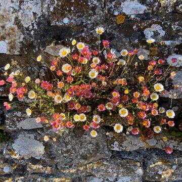 Spanisches Gänseblümchen (Erigeron karvinskianus) Blütenmeer