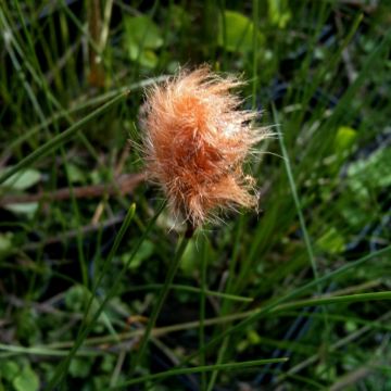 Russisches Wollgras (Eriophorum russelianum) 