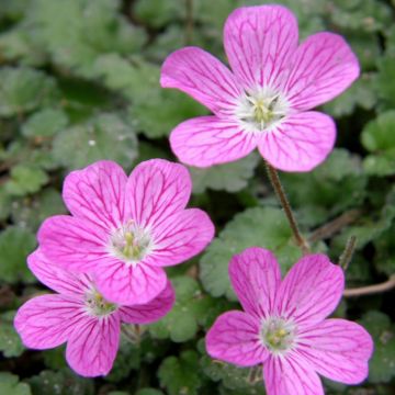 Reiherschnabel (Erodium x variable) Bishops Form