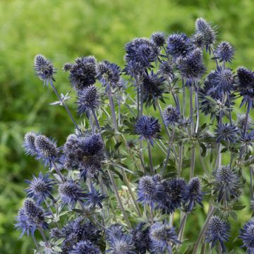 Edeldistel (Eryngium planum) MAGICAL Purple Falls