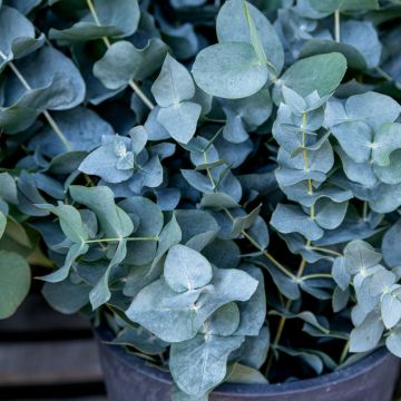 Silberblättriger Eukalyptus (Eucalyptus pulverulenta) Baby Blue