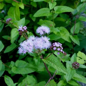 Blauer Wasserdost (Eupatorium coelestinum) 