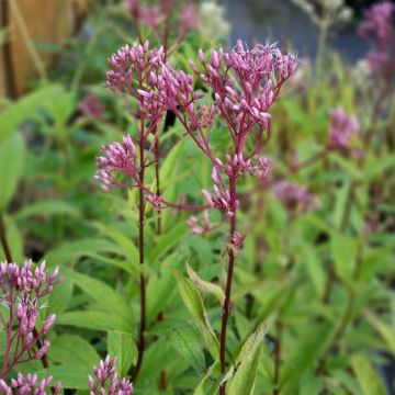 Riesen-Gartendost (Eupatorium dubium) Baby Joe®