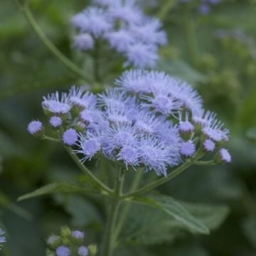 Blauer Wasserdost (Eupatorium coelestinum) 