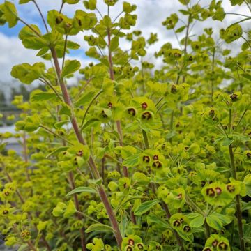 Busch-Wolfsmilch (Euphorbia amygdaloides) Ascot Rainbow