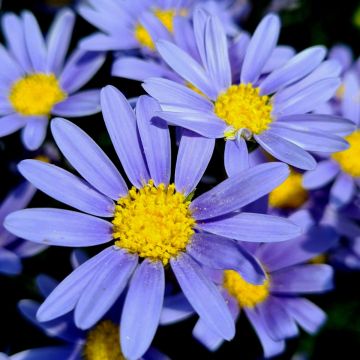 Blaues Gänseblümchen (Felicia amelloides) Forever Blue