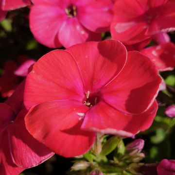 Flammenblume (Phlox paniculata) FLAME Red