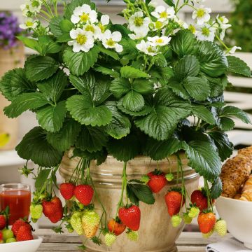 Immertragende Garten-Erdbeere (Fragaria ananassa) Montana