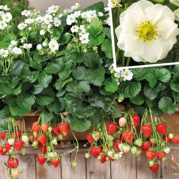 Immertragende Gartenerdbeere (Fragaria ananassa) SUMMER BREEZE Snow