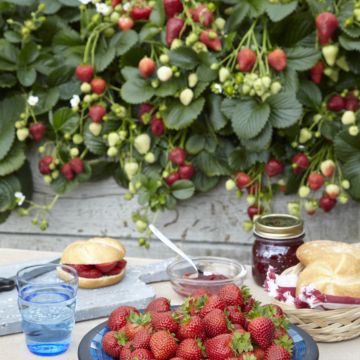 Reichtragende Erdbeere (Fragaria ananassa) Impulse Delizz