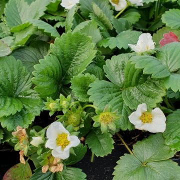 Gourmet-Erdbeere (Fragaria vesca) Senga Sengana®