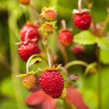 Monatserdbeere / Walderdbeere (Fragaria vesca) Alexandria