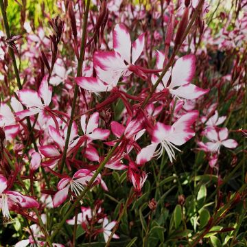 Prachtkerze (Gaura lindheimerii) Freefolk Rosy