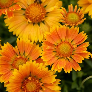 Kokardenblume (Gaillardia aristata) Spintop Mango