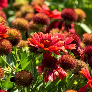 Rote Kokardenblume (Gaillardia aristata) Burgunder