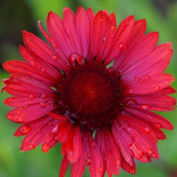 Rote Kokardenblume (Gaillardia aristata) Burgunder