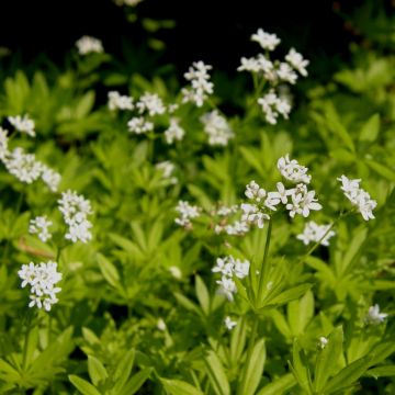 Waldmeister (Galium odoratum)