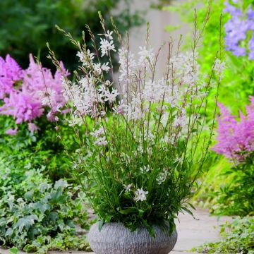 Prachtkerze (Gaura lindheimerii) Elurra