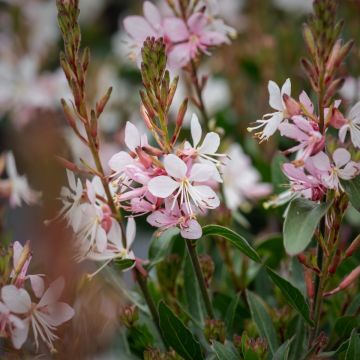 Prachtkerze (Gaura) Graceful Blush