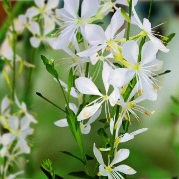 Niedrige Prachtkerze (Gaura lindheimerii) Snowbird