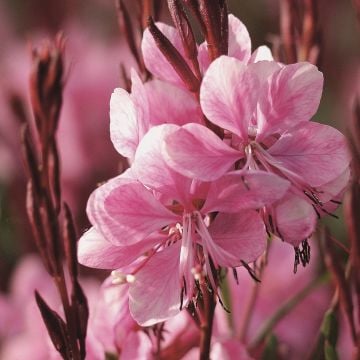 Prachtkerze (Gaura lindheimerii) Lillipop Pink