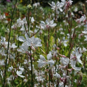 Prachtkerze (Gaura lindheimerii) Nova