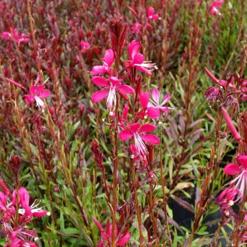 Prachtkerze (Gaura lindheimerii ) PINK DWARF