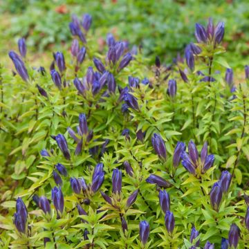 Sommerenzian  (Gentiana septemfida) 