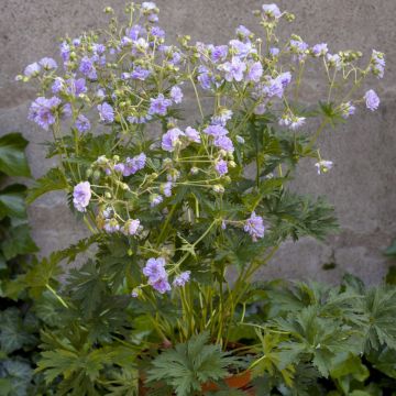 Gefüllter Wiesen-Storchschnabel (Geranium pratense) Cloud Nine