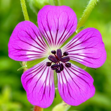 Storchschnabel (Geranium wallichianum) Kelly Anne