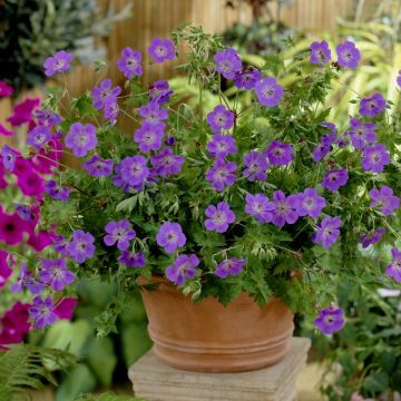 Storchschnabel (Geranium wallichianum) Rozanne