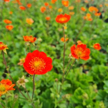 Nelkenwurz (Geum coccineum) Tosai