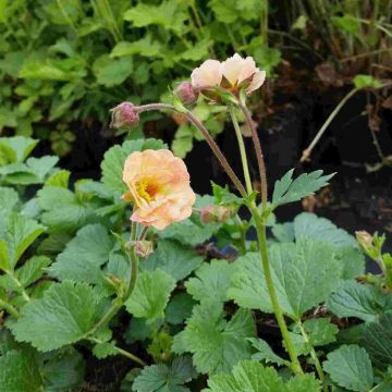Nelkenwurz (Geum) Mai Tai