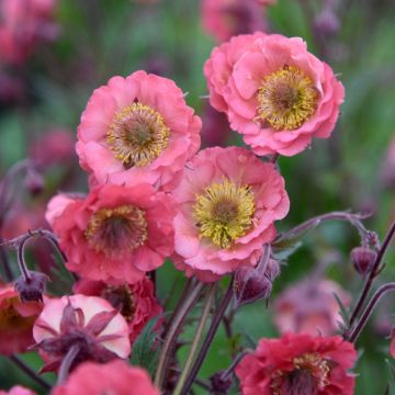 Nelkenwurz (Geum) Pink Petticoats