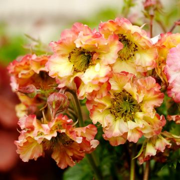 Nelkenwurz (Geum) Pretticoats Peach