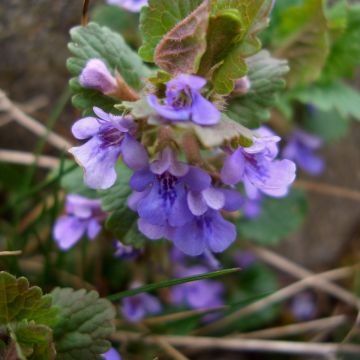 Gundermann (Glechoma hederacea)