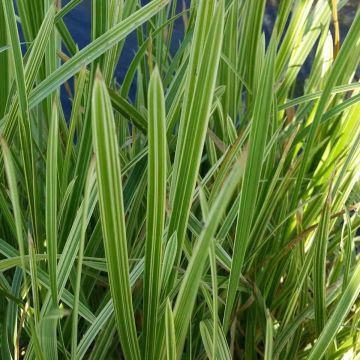 Wasserschwaden (Glyceria maxima) Variegata