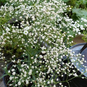 Niedriges Schleierkraut (Gypsophila paniculata) FESTIVAL White Flare